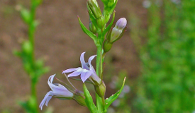 Lobelia inflata